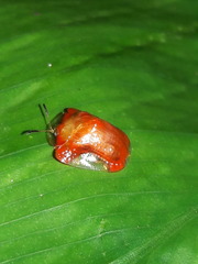 Charidotella rubicunda