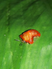 Charidotella rubicunda