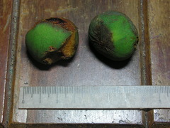 Symphonia globulifera