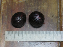 Symphonia globulifera