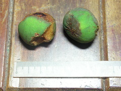 Symphonia globulifera