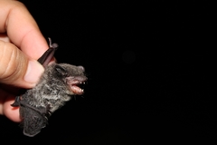 Eptesicus furinalis