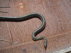 Thamnophis sirtalis semifasciatus