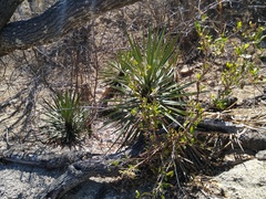 Yucca capensis
