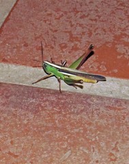 Staurorhectus longicornis