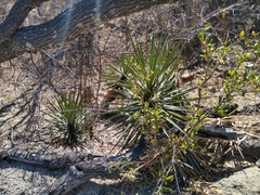 Yucca capensis