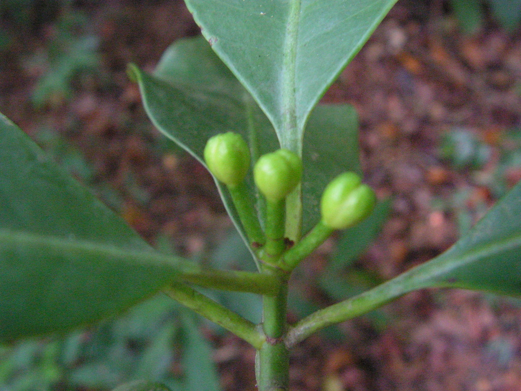 Tovomita guianensis