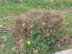 Sonchus tenerrimus