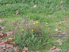 Sonchus tenerrimus