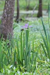 Iris giganticaerulea