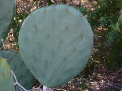 Opuntia tunoidea