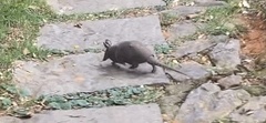Dasypus septemcinctus septemcinctus