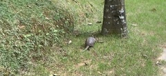 Dasypus septemcinctus septemcinctus