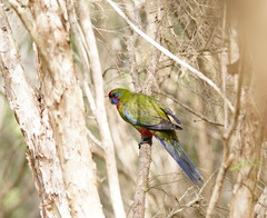 Platycercus elegans elegans