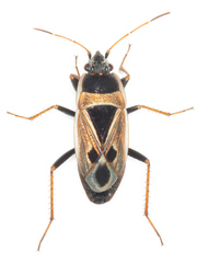Xanthochilus quadratus