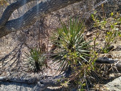 Yucca capensis