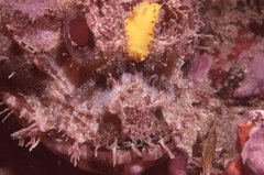 Diversidoris sulphurea