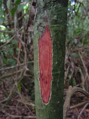 Tovomita guianensis