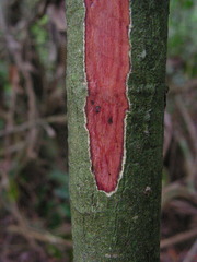 Tovomita guianensis