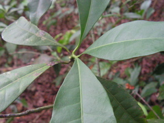 Tovomita guianensis