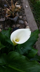Zantedeschia aethiopica