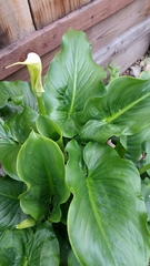 Zantedeschia aethiopica