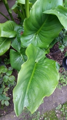 Zantedeschia aethiopica