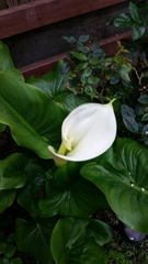 Zantedeschia aethiopica