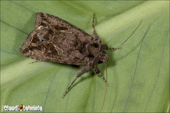 Ctenoplusia accentifera