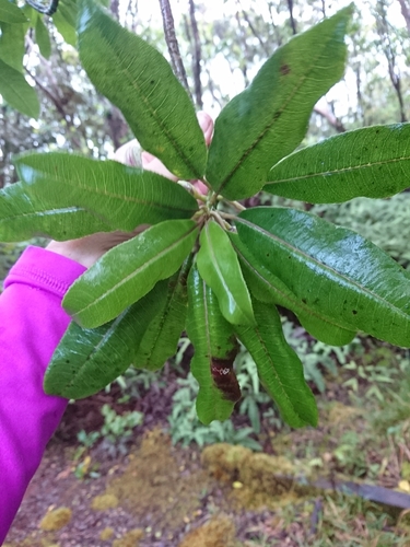 Image of Clermontia fauriei by (c) Abby Darrah, some rights reserved (CC BY)