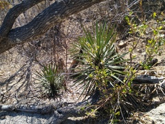 Yucca capensis
