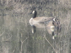 Branta canadensis