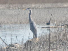 Ardea herodias
