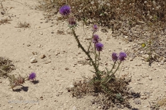 Onopordum boissierianum