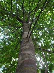Tovomita guianensis