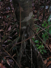 Tovomita guianensis