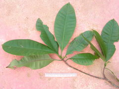 Tovomita guianensis