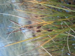 Carex sinclairii