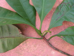 Tovomita guianensis