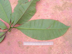 Tovomita guianensis