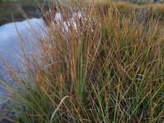 Carex sinclairii