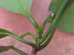 Tovomita guianensis