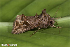 Ctenoplusia accentifera