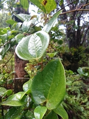 Smilax melastomifolia