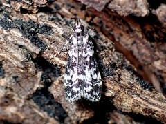 Scoparia exhibitalis