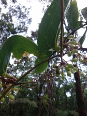 Smilax melastomifolia