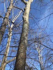 Platanus occidentalis