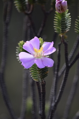 Lavoisiera