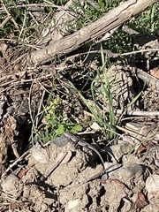 Sceloporus occidentalis