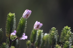 Lavoisiera